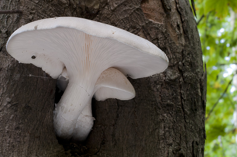 Pleurotus dryinus